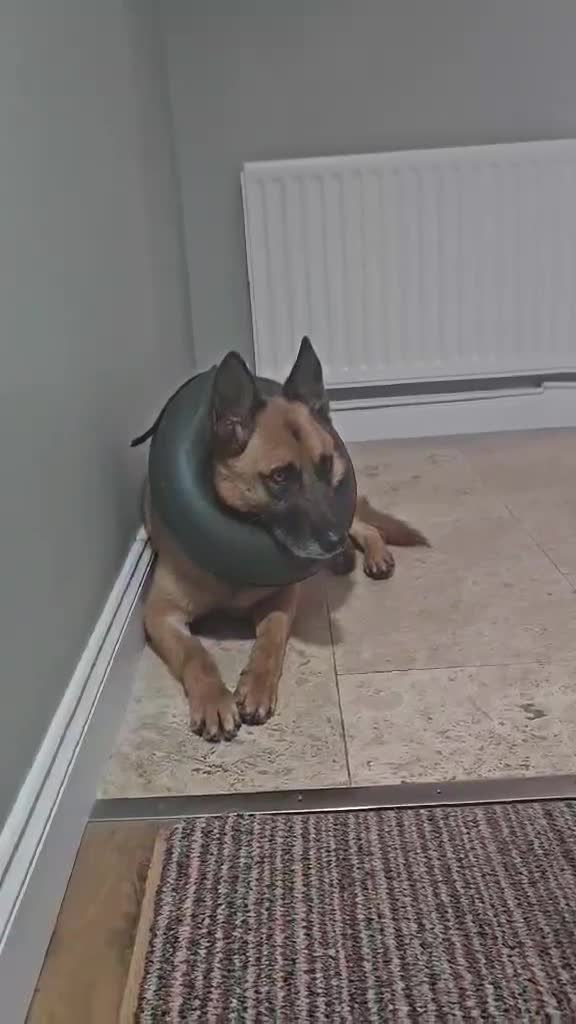 Mixed Breed dogs for adoption:  	ZORRO NEEDS HIS PERSON  in Rotherham - Video 3
