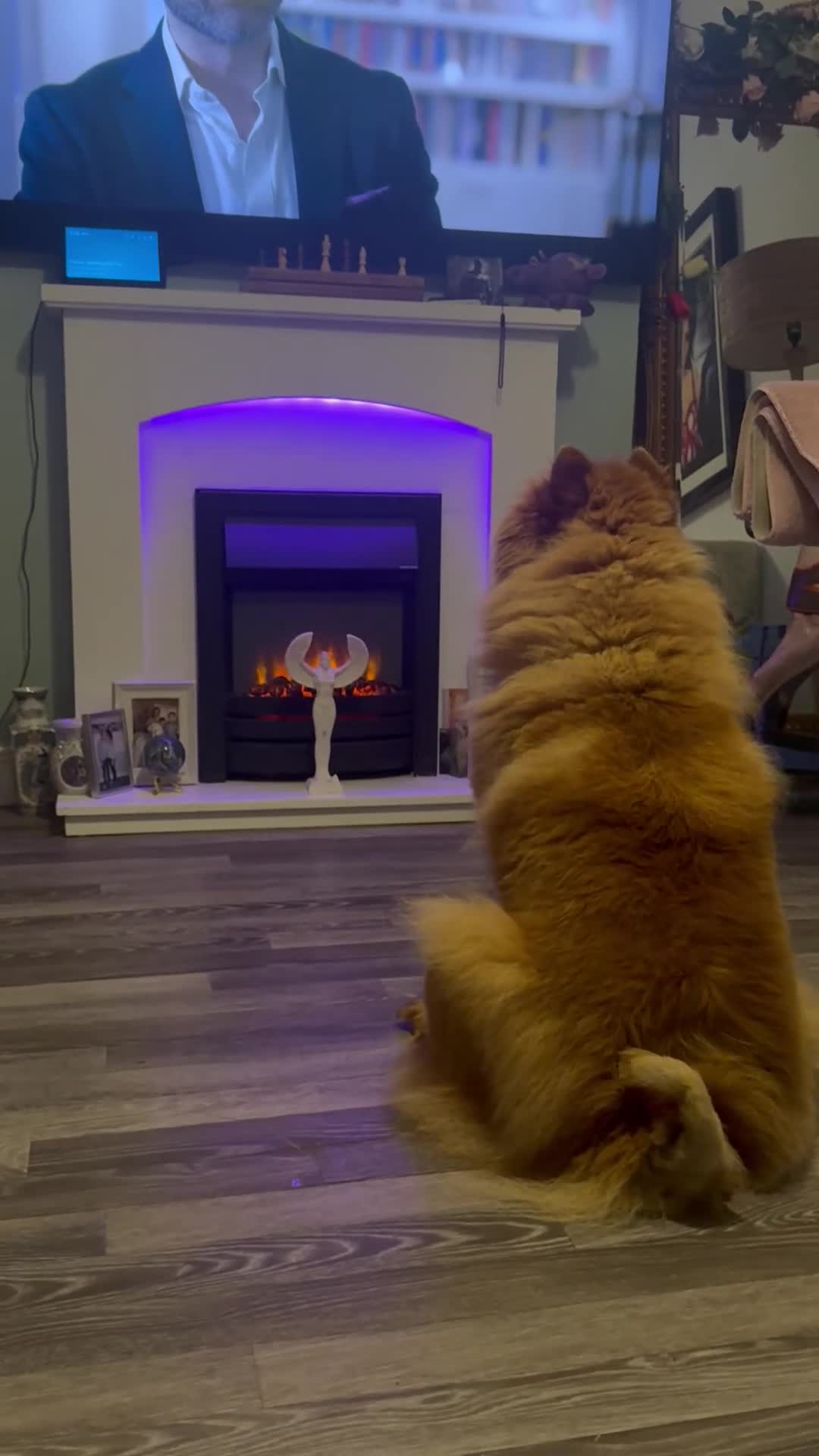 Chow Chow dogs for sale: Chow chow female  - Video 2
