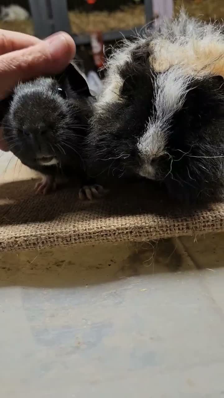Guinea Pig rodents for sale: Beautiful well handled baby boys guinea pigs  - Video 4