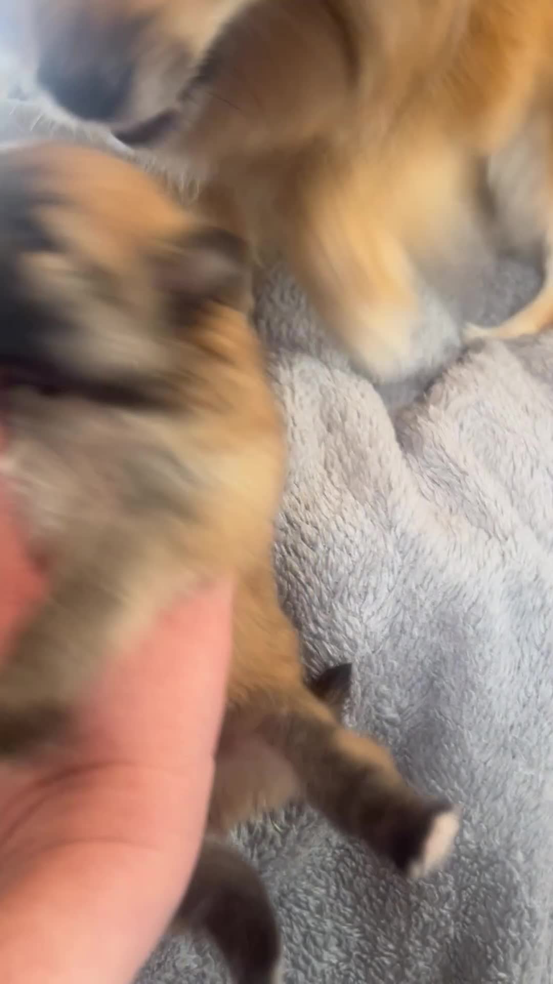 Pomeranian dogs for sale: Pomeranian Puppies  - Video 1