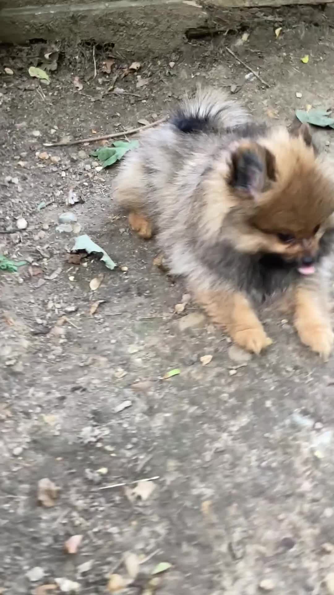 Pomeranian dogs for sale: kc reg top quality teddy Pomeranian pups  - Video 1