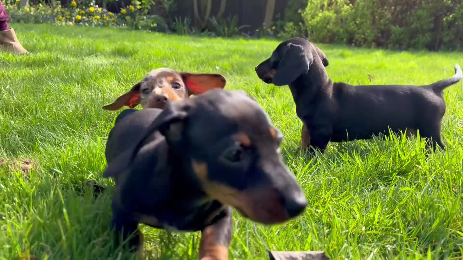Miniature Dachshund dogs for sale: Last Girl & Boy - Miniature Dachshund Puppies - Video 1
