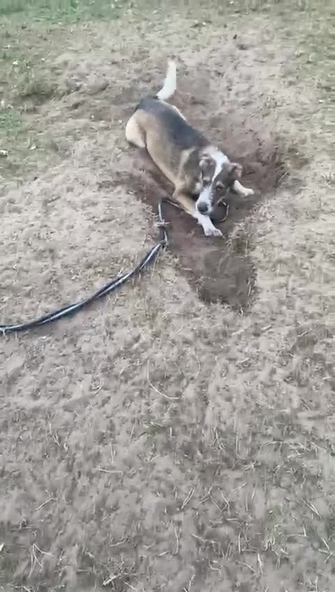 Mixed Breed dogs for adoption: Meet DAVE - a Lovely young boy, for a Loving Home - Video 3