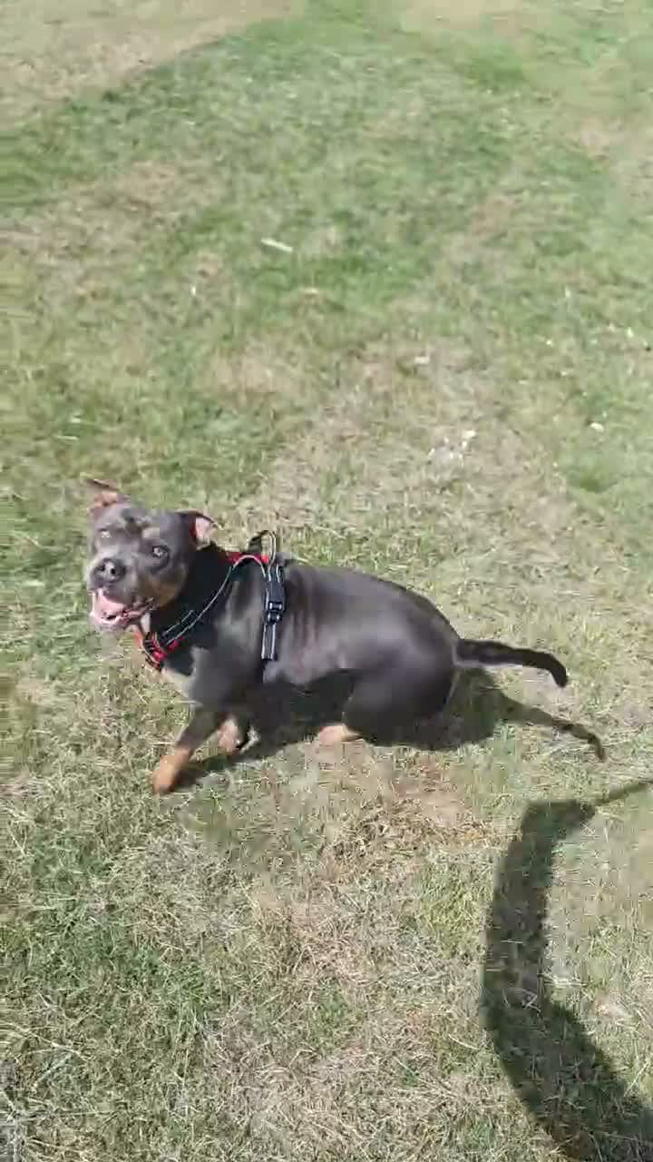 American Bull Staffy dogs for sale: Pockit bully in Wolverhampton - Video 1