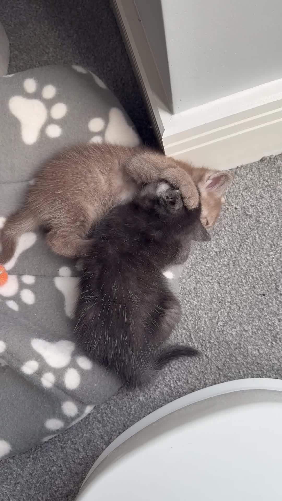 British Shorthair cats for sale: We have 2 little kittens looking for a new home  - Video 1