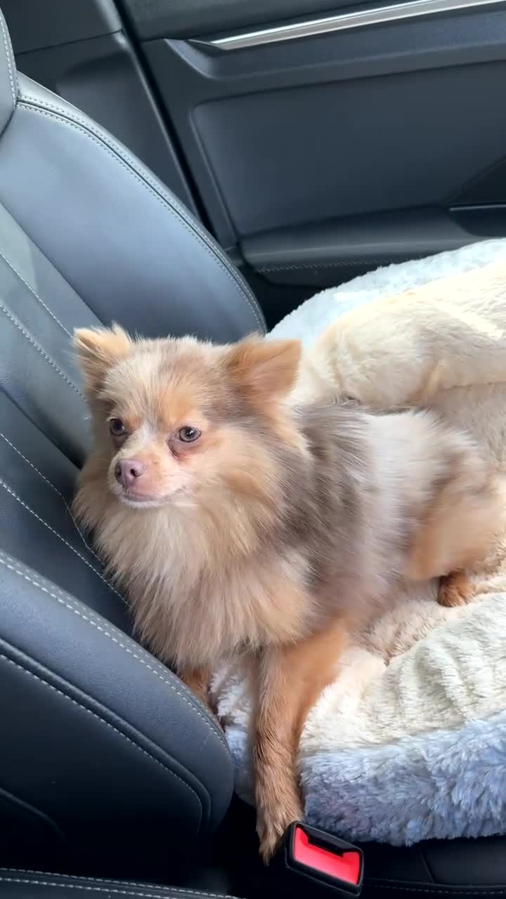 Pomeranian dogs for sale:  **  Pomeranian merle lilac  in Accrington - Video 1