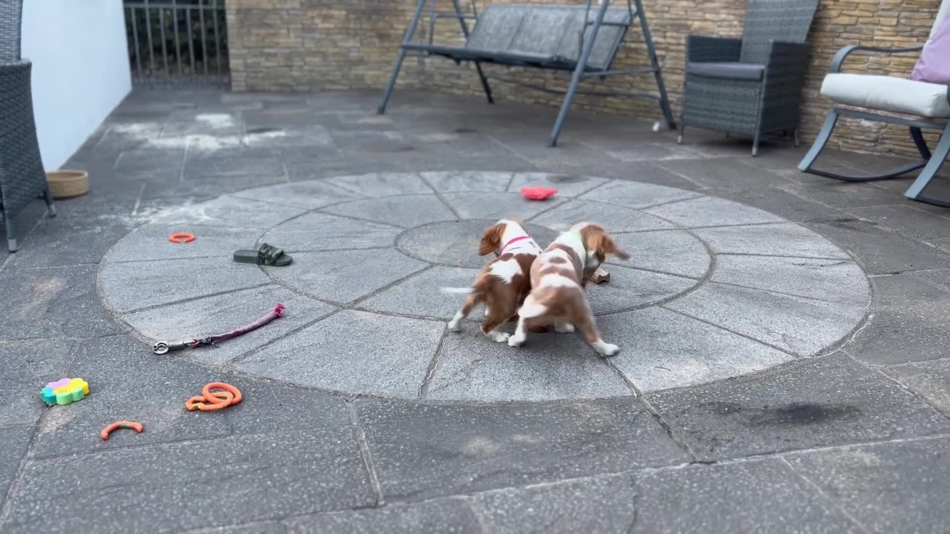 Cavalier King Charles Spaniel dogs for sale: Cavalier King Charles Spaniel Puppies  - Video 3