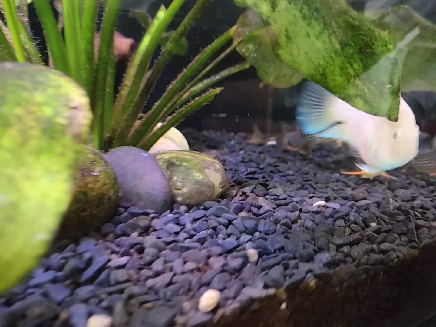 Other/Mixed Breed fish for sale: Blue Texas Cichlid & Platinum Polar Parrot Cichlid - Video 4