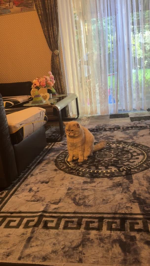 Scottish Fold cats for stud: Lovely Scottish Straight boy for stud in Milton Keynes - Video 3