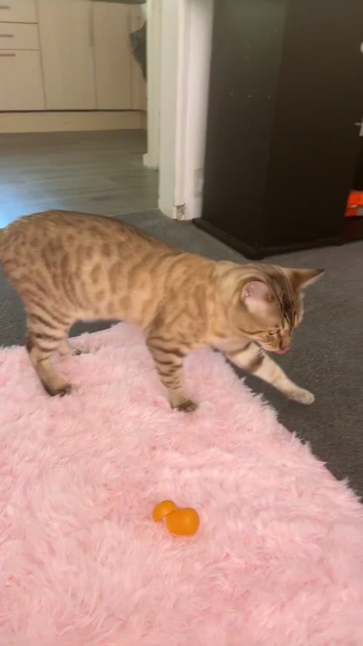 Bengal cats for stud: Bengal stud - Video 1