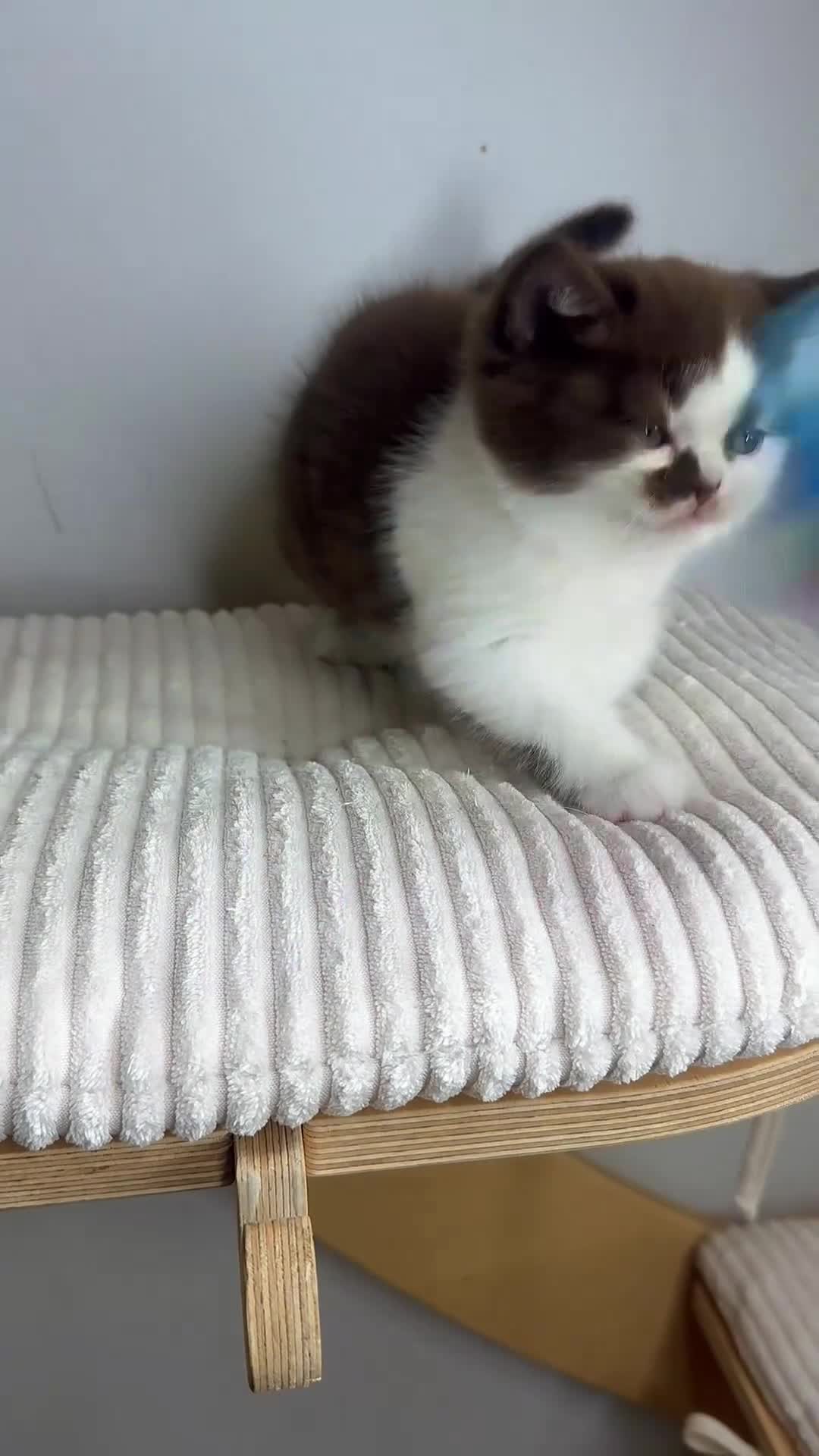 British Shorthair cats for sale: BHS Chocolate bicolour boy - Video 2