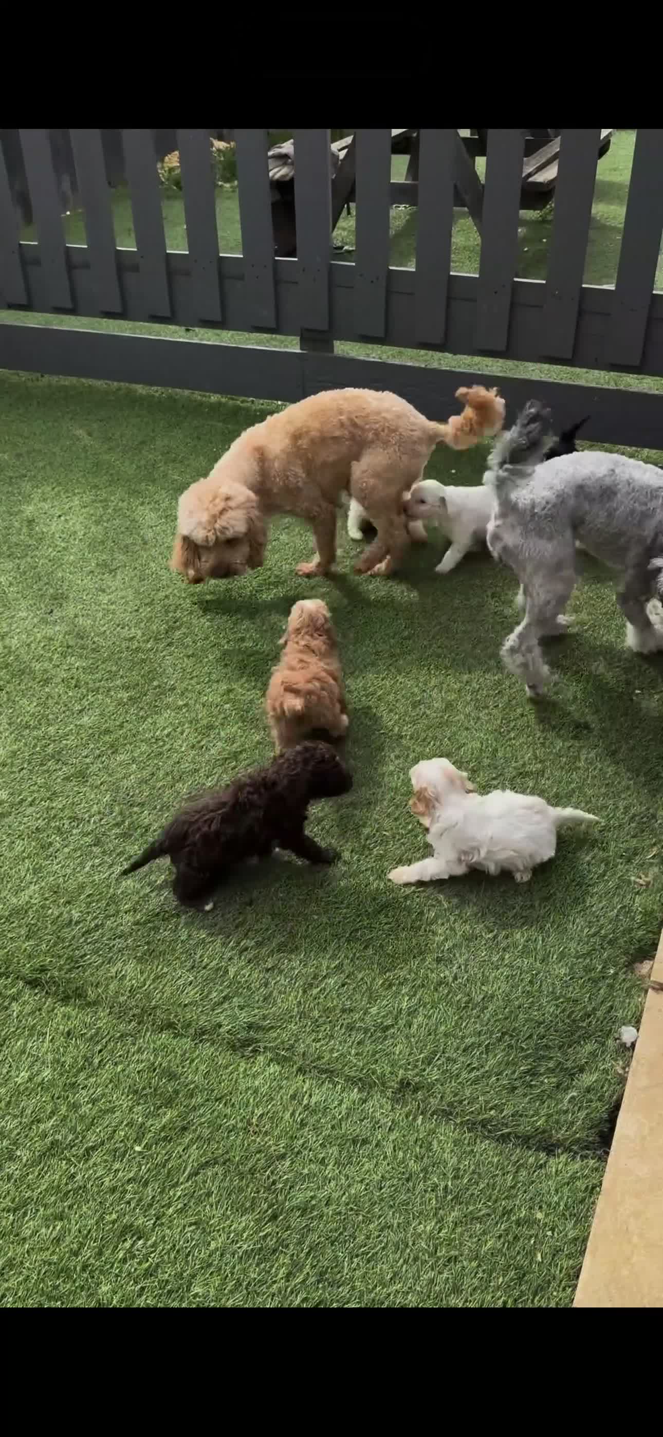 Cockapoo dogs for sale: 7 beautiful tiny cockapoos with the merle gene. - Video 3