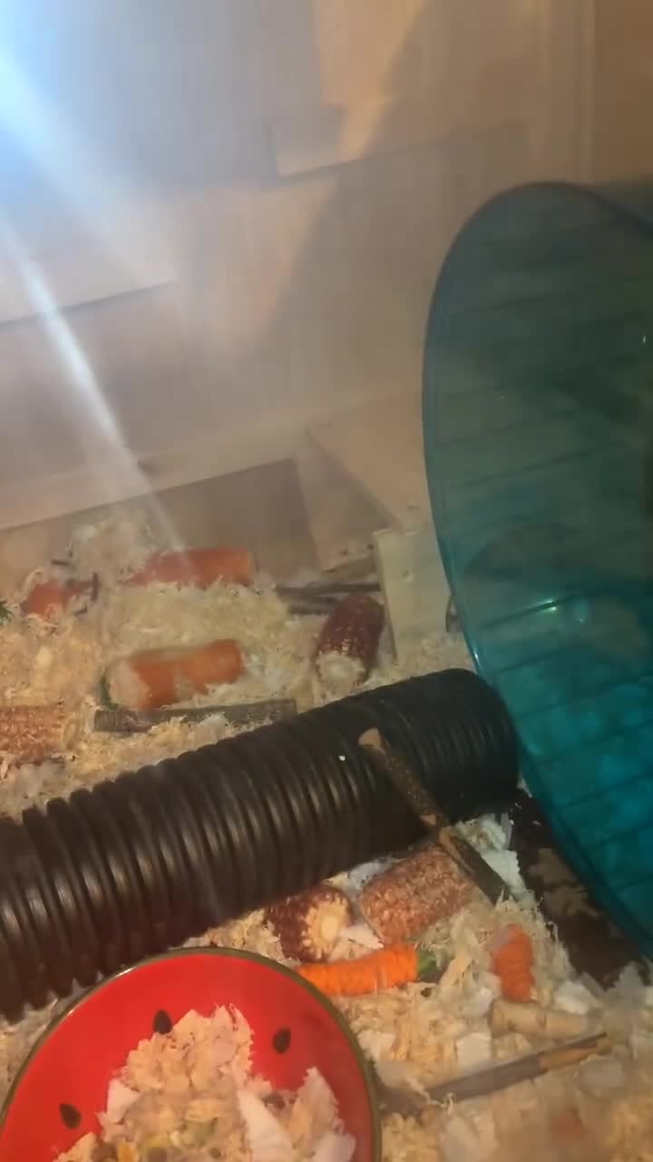 Hamster rodents for sale: MJ 🥺 - Video 2