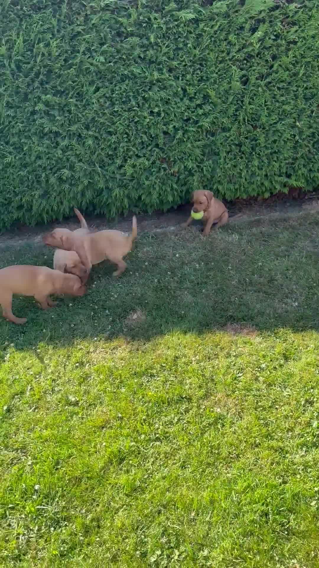 Labrador Retriever dogs for sale: KC Registered Fox red Labrador puppies in Newtown - Video 1