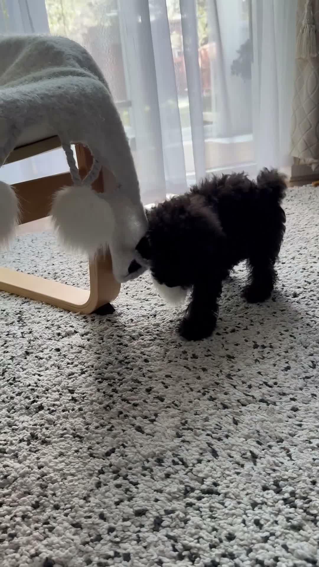 Toy Poodle dogs for sale: Beautiful Toy Poodle Puppy – Loving Home Needed in Hayes - Video 2
