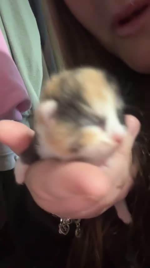 Mixed Breed cats for sale: kittens for sale!!  - Video 4