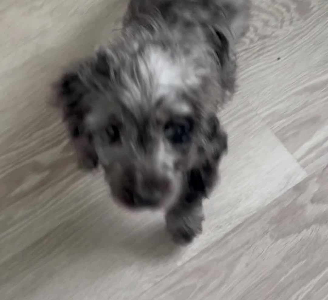 Cockapoo dogs for sale: Gorgeous F1 Cockapoo Puppies  - Video 3