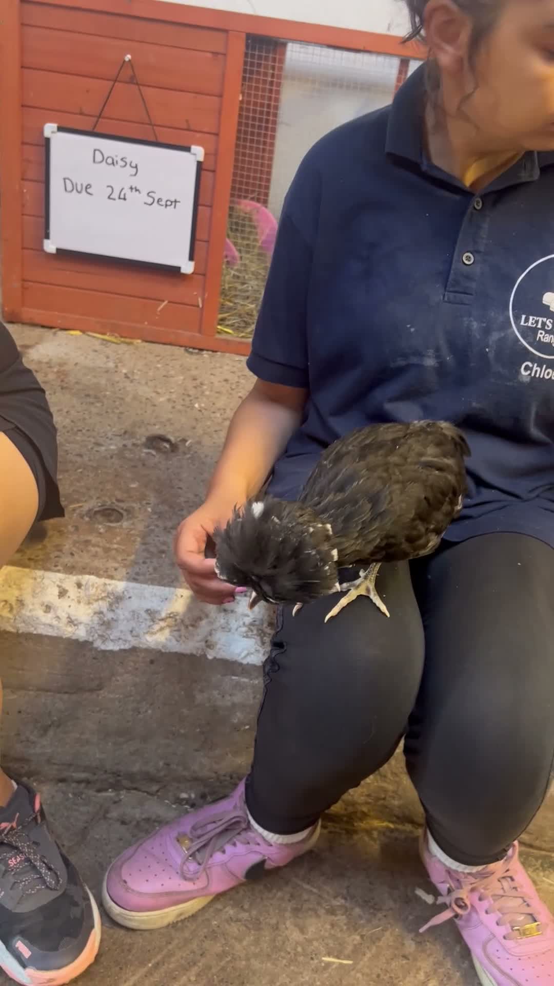 Chickens poultry for sale: Let’s Farm Poultry  - Video 1