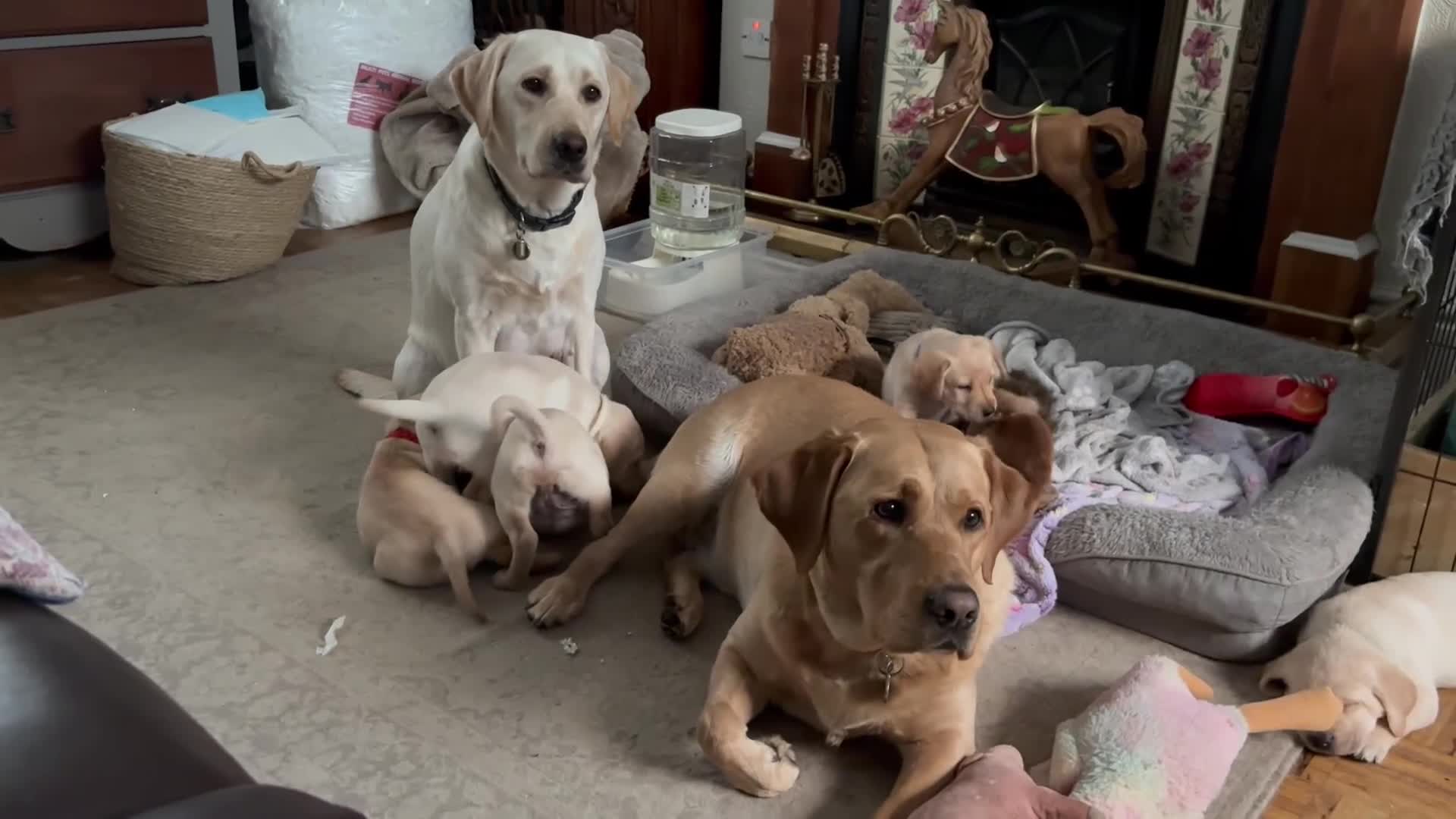 Labrador Retriever dogs for sale: Fox red and golden Labrador puppies  in Wigan - Video 2