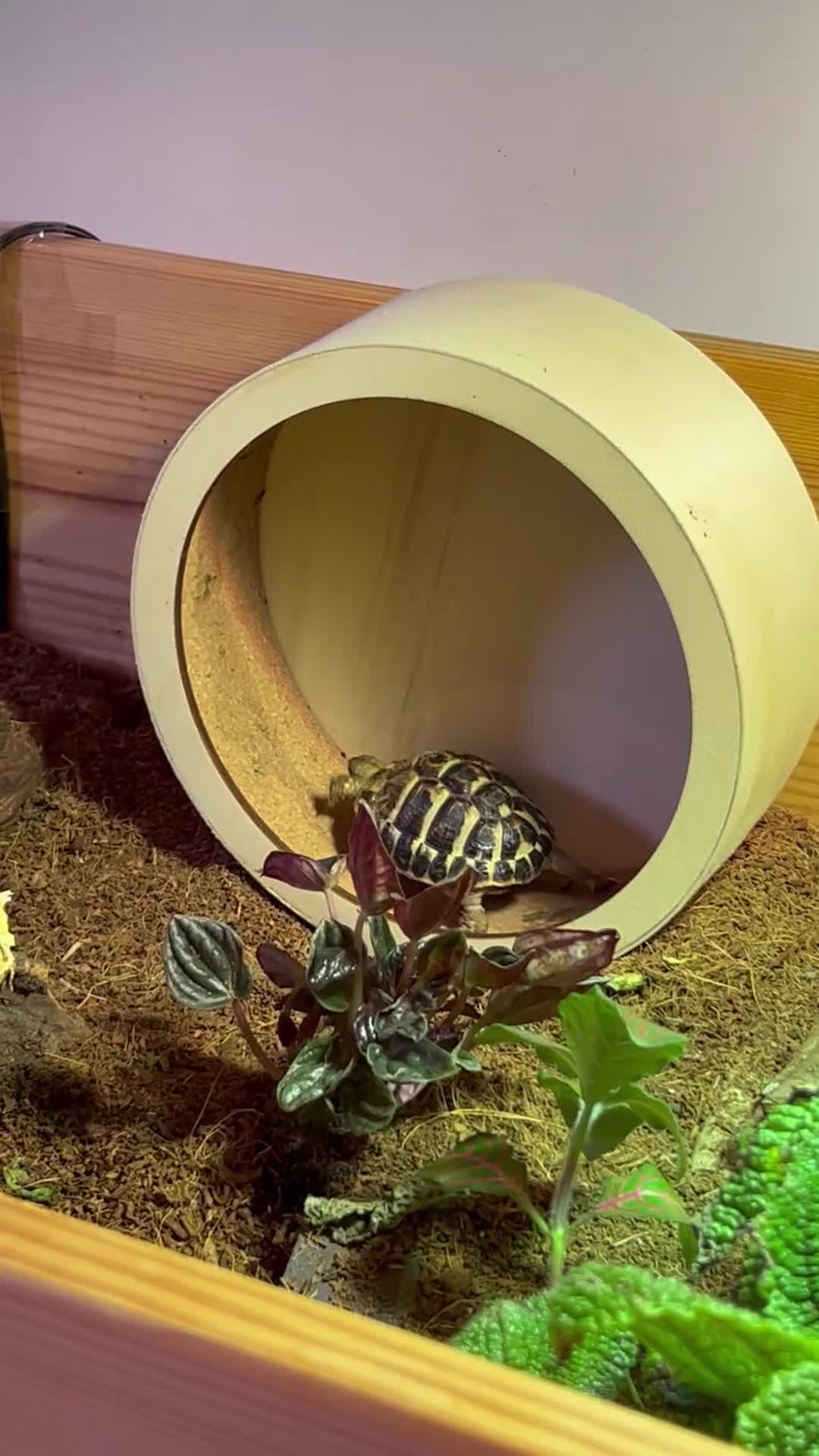 Hermann Tortoise reptiles for sale: Two Dwarf Hermann Tortoises & full set-up - Video 2