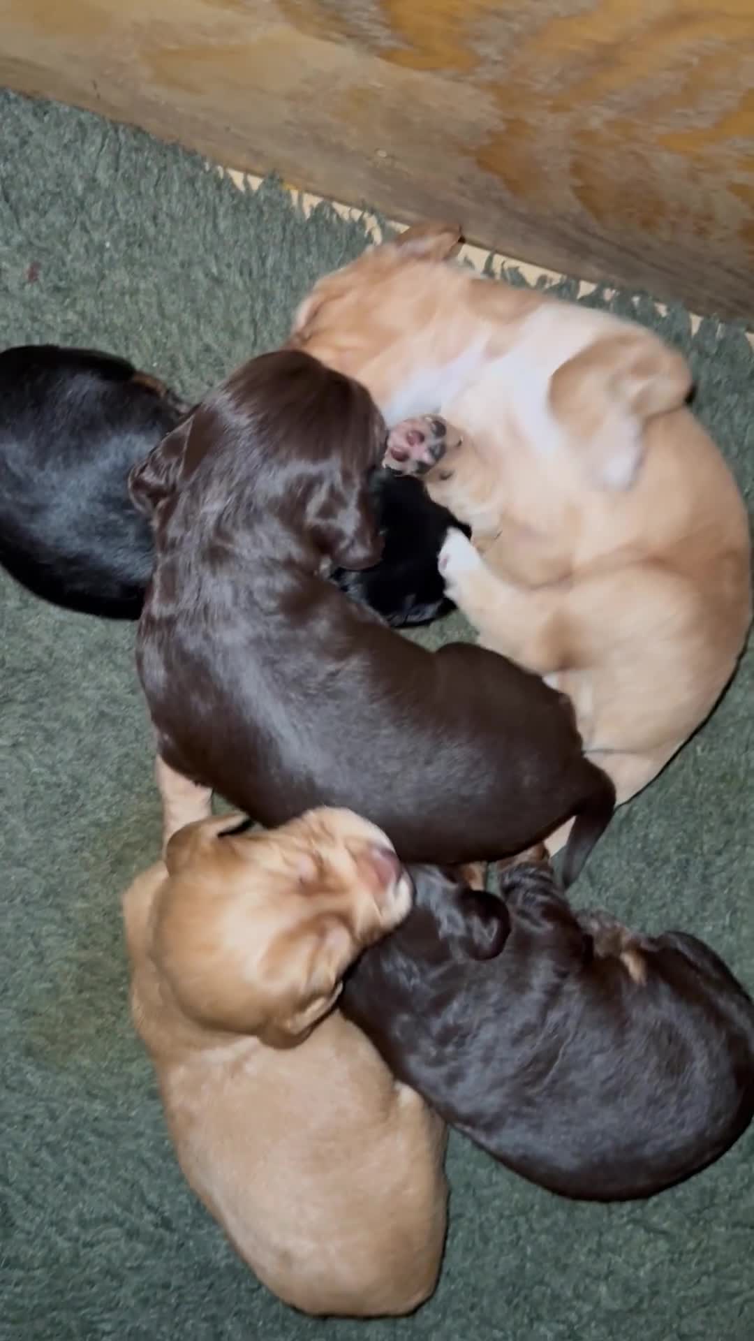 Cocker Spaniel dogs for sale: Quality KC registered FTC Working Cocker Spaniels - Video 1