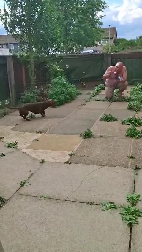 Mixed Breed dogs for sale: Miniature Dachschund x Springer spaniel - Video 4