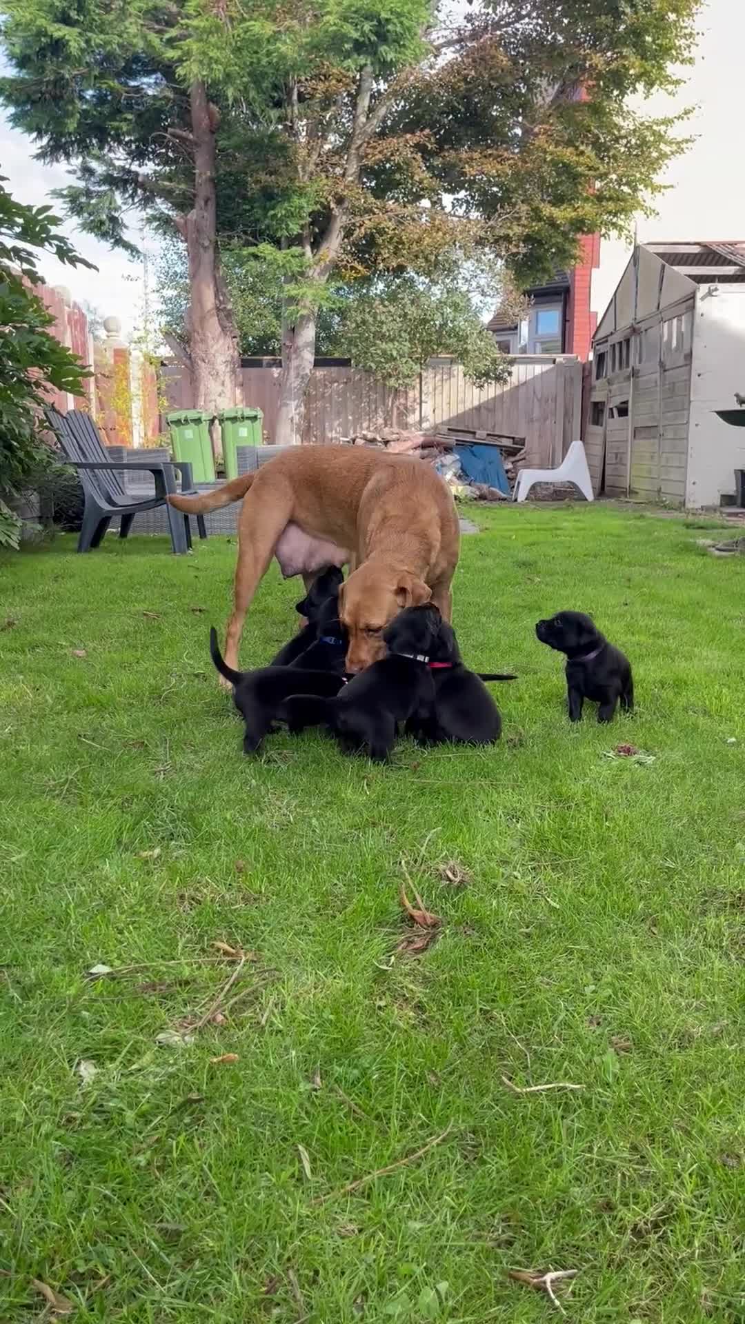 Labrador Retriever dogs for sale: Nicky shields  - Video 1