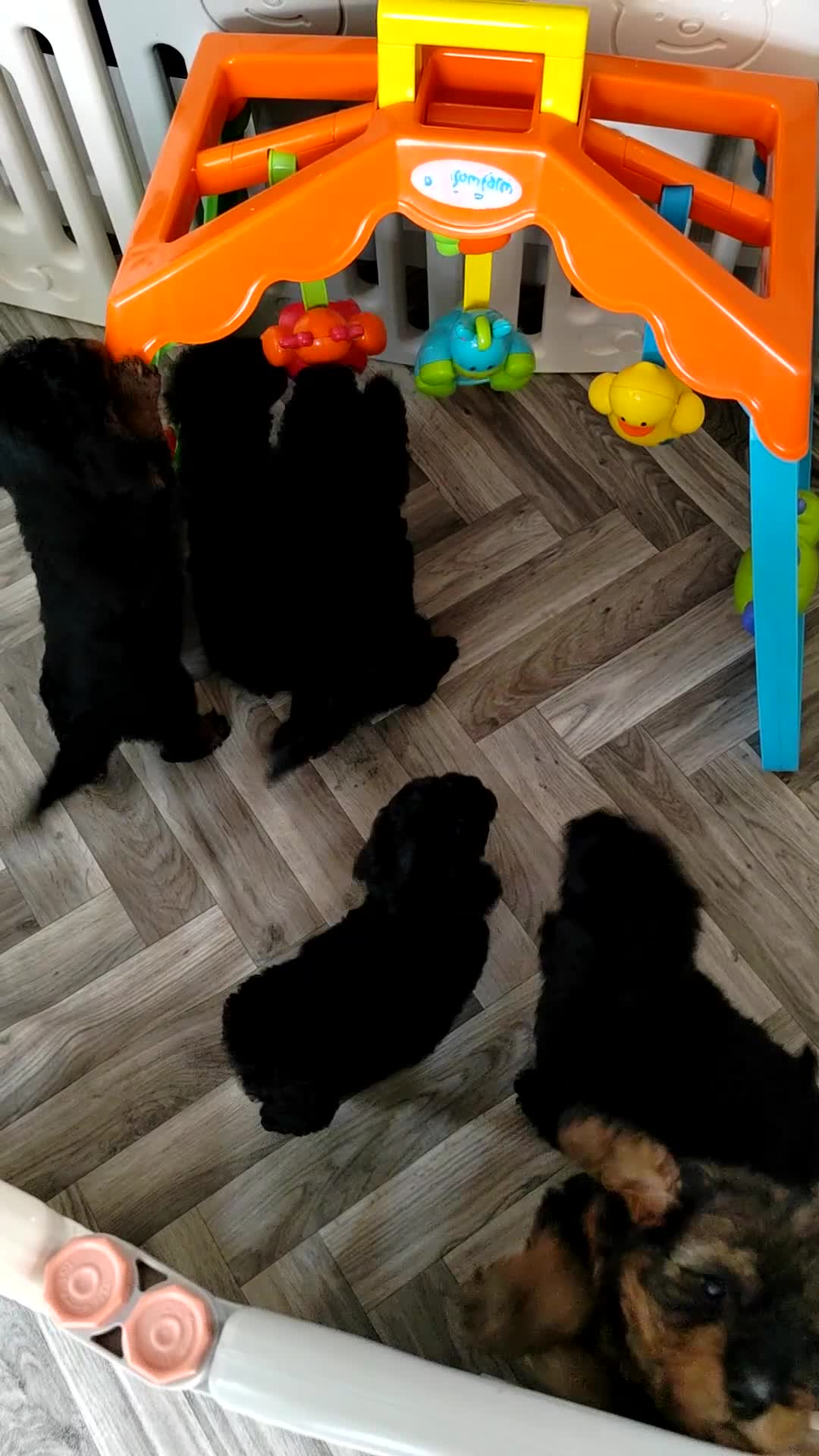 Cavapoo dogs for sale: ADORABLE DNA TESTED TOY CAVAPOO PUPPY'S  - Video 5