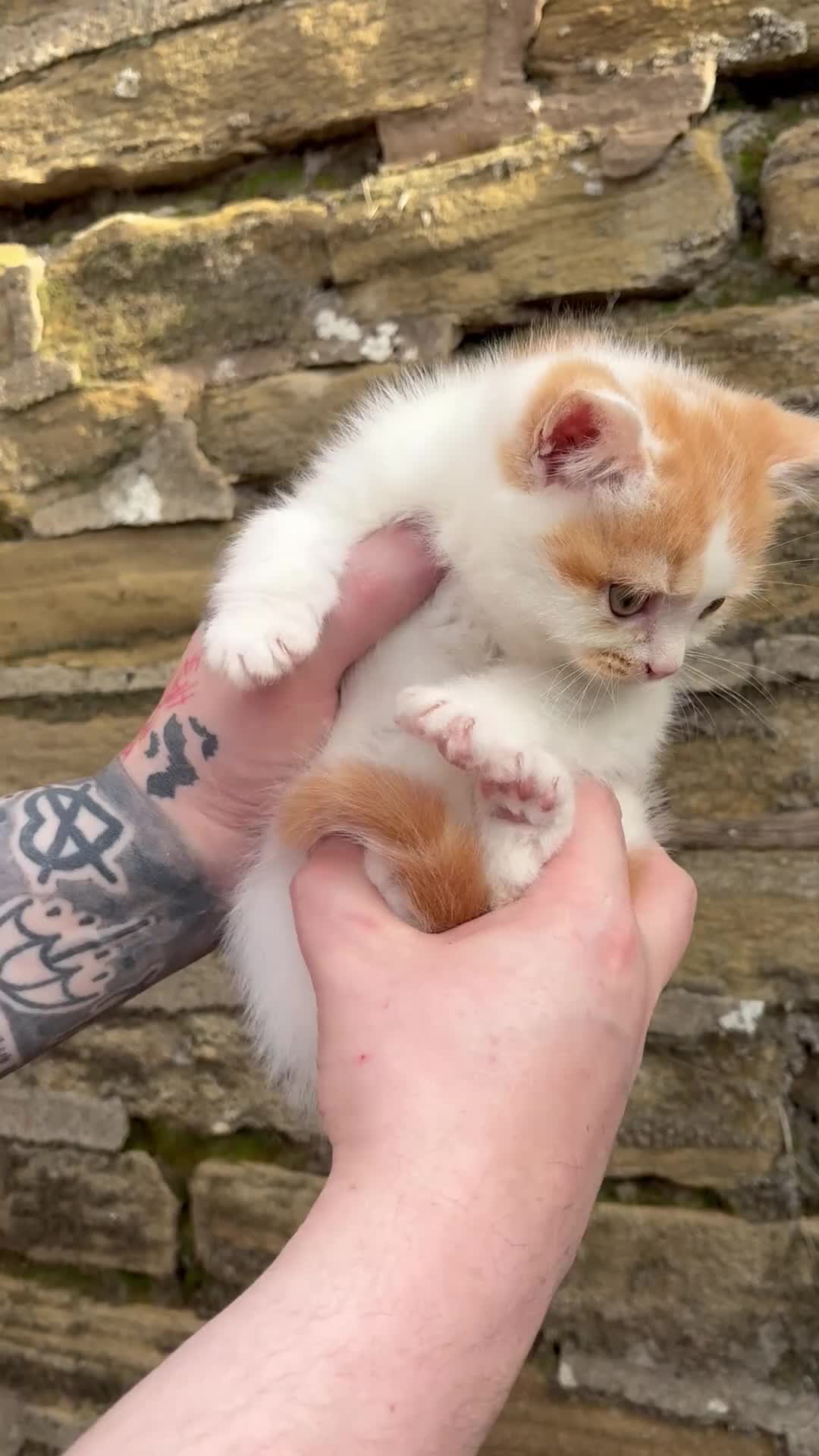 British Shorthair cats for sale: 3 BSH boys looking for their families - Video 2
