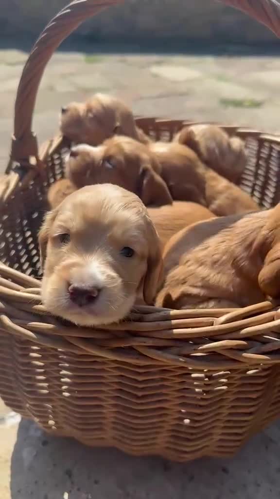Cocker Spaniel dogs for sale: GORGEOUS GOLDEN HEALTH TESTED COCKER PUPPIES - Video 1