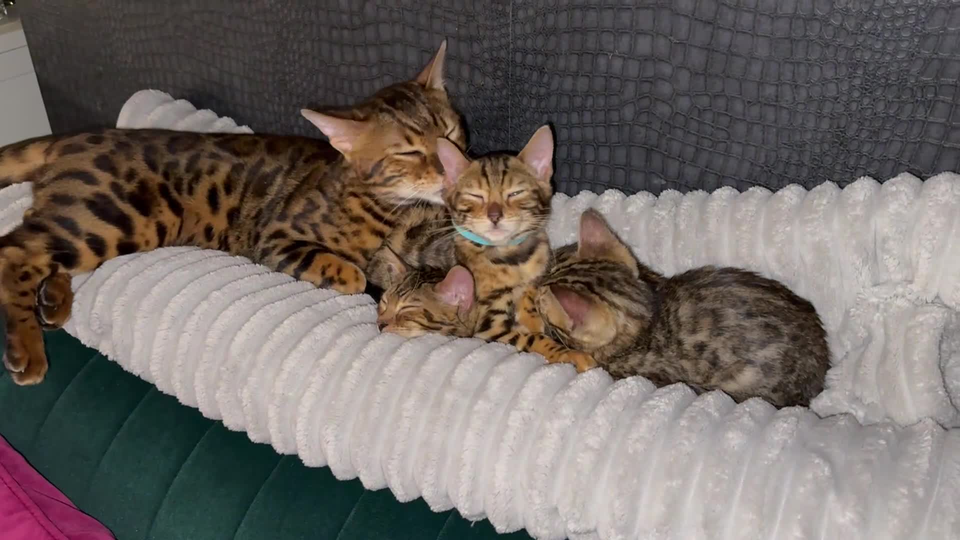 Bengal cats for sale: Top quality pure Bengal kittens available now - Video 2