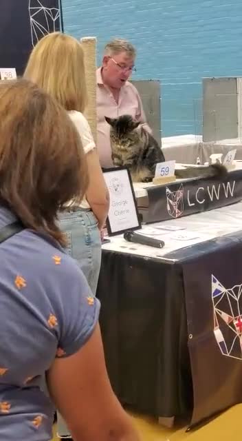 Maine Coon cats for sale: Pure Pedigree Maine Coon kittens | Black Tabby | - Video 1
