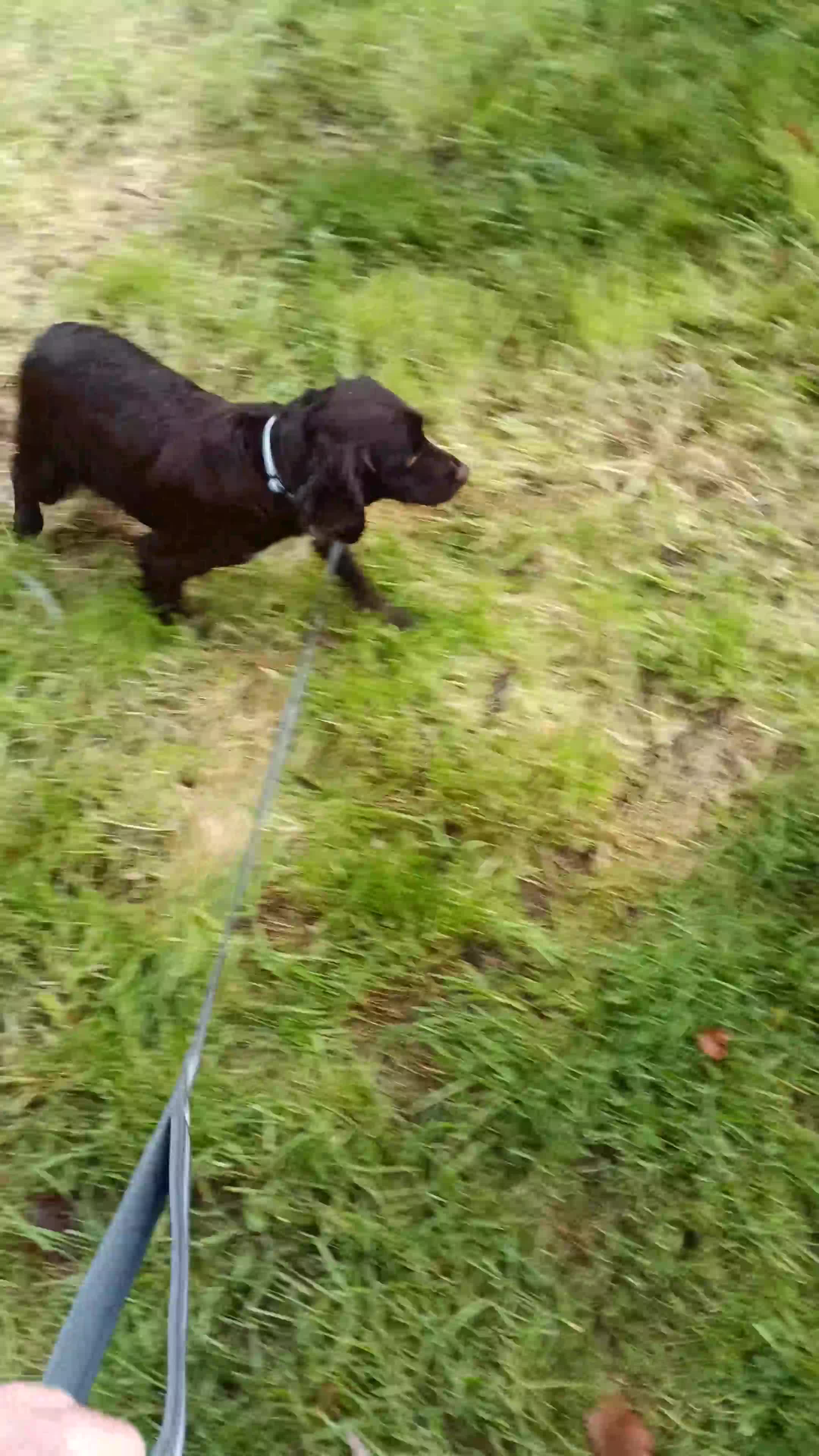 Cocker Spaniel dogs for sale: Chocolate Cocker Spaniel Girl  - Video 1