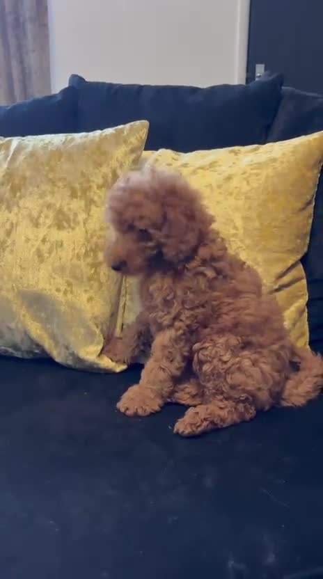 Miniature Poodle dogs for sale: Stunning Fox Red Minature Poodle Pups  - Video 1