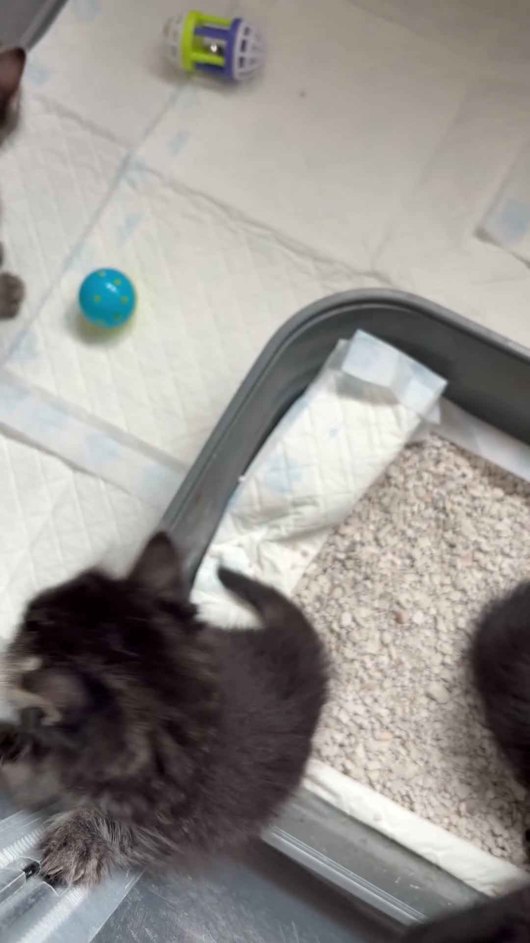 Mixed Breed cats for sale: Ragdoll cross kittens  - Video 1