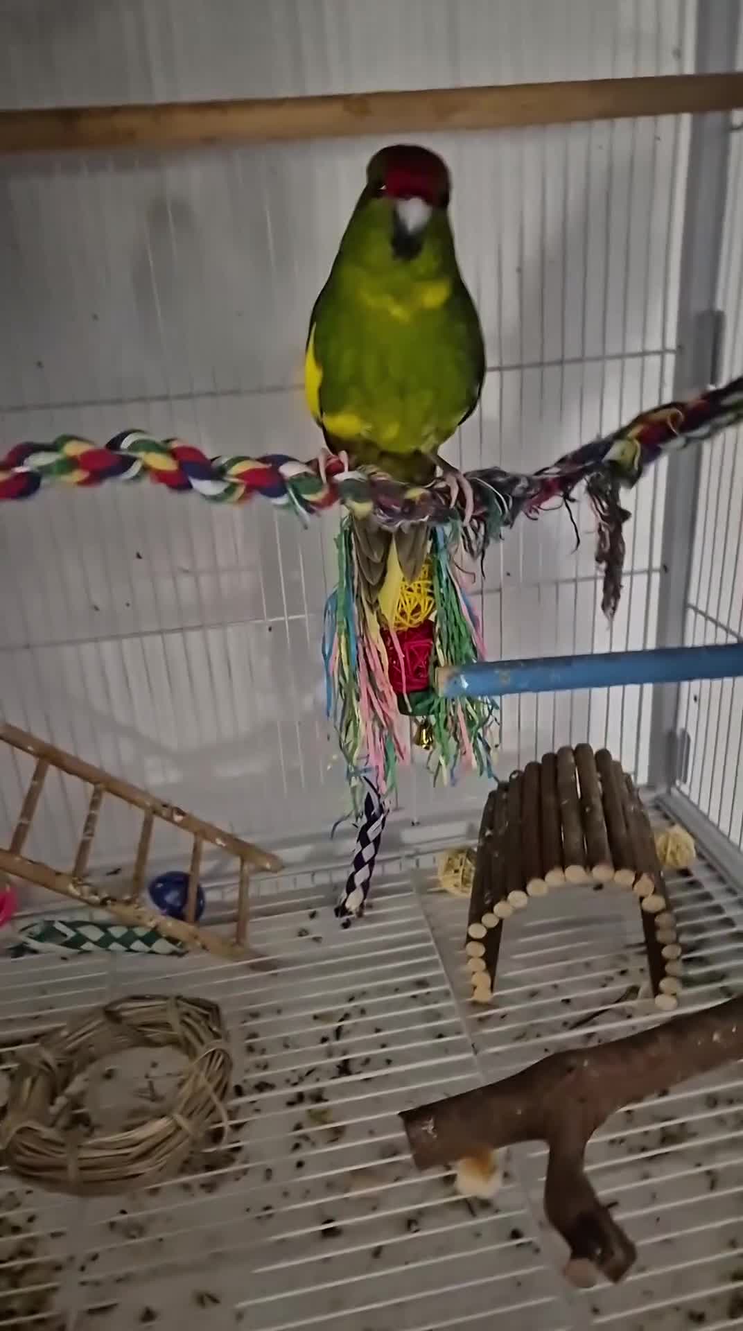 Parakeets birds for sale: Kakariki Parakeets  - Video 5