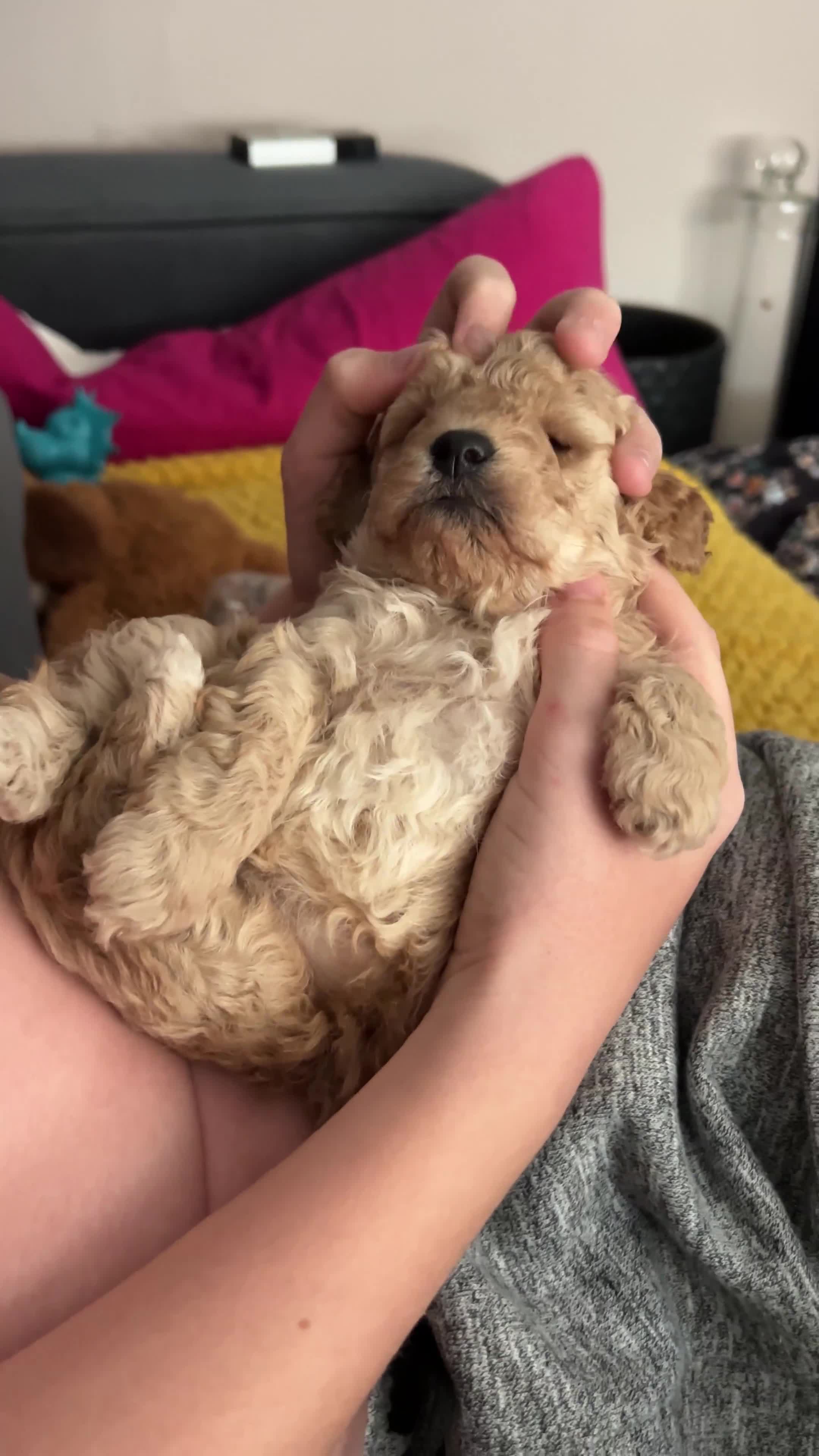 Toy Poodle dogs for sale: 3 Toy poodle pups  - Video 4