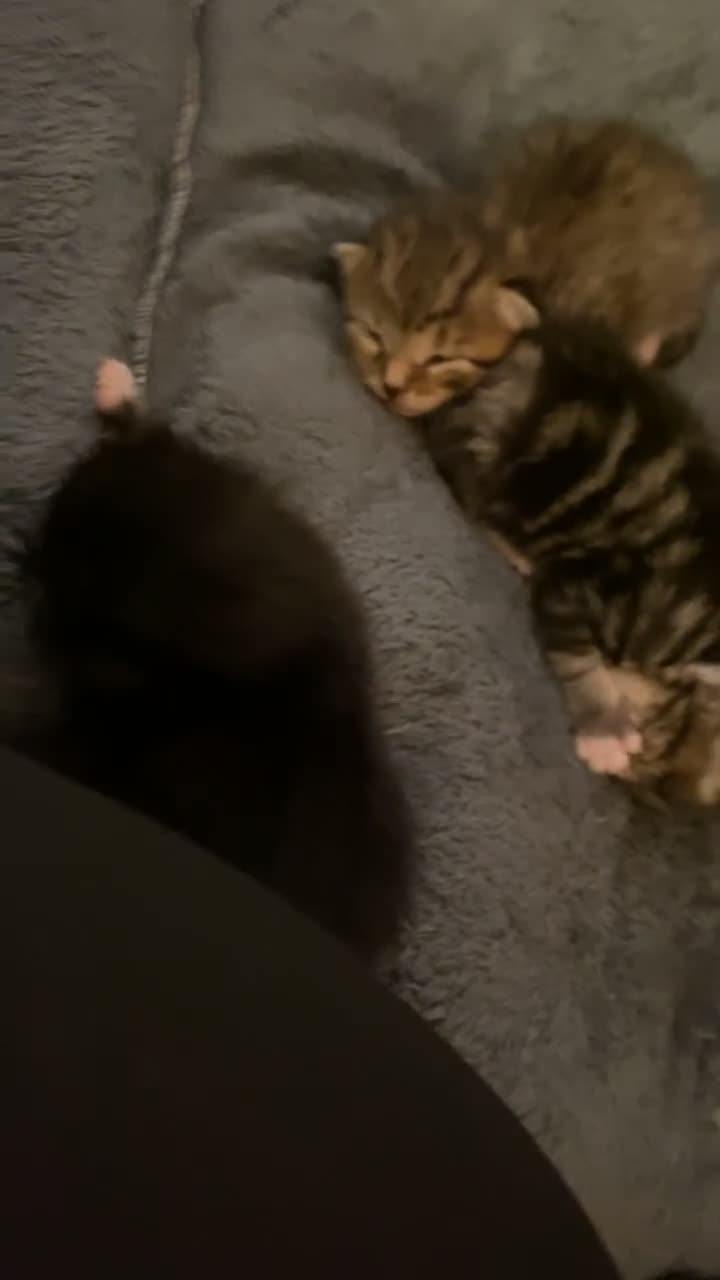 Mixed Breed cats for sale: Kittens for sale - Video 5
