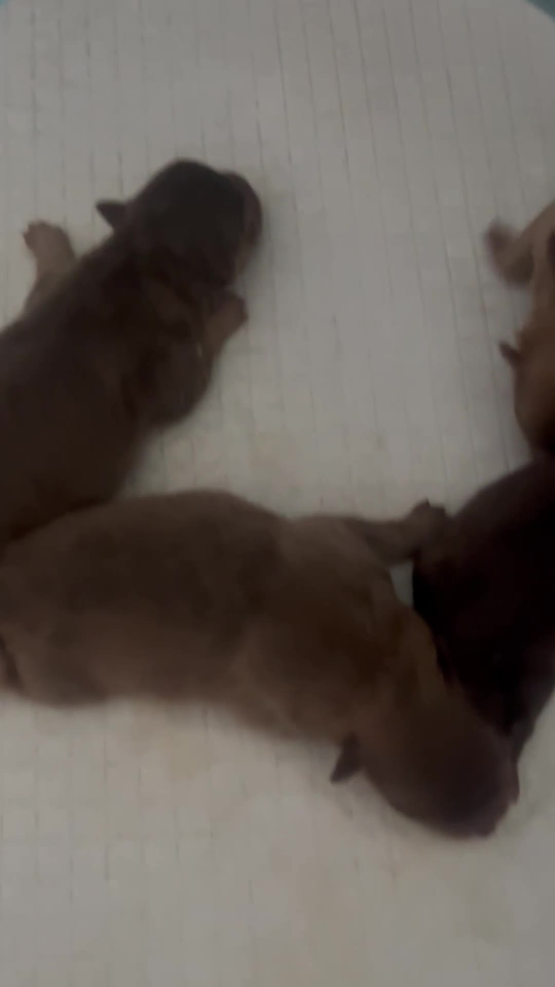 Pomeranian dogs for sale: Beautiful Puppies Looking for 5 Star Homes - Video 2