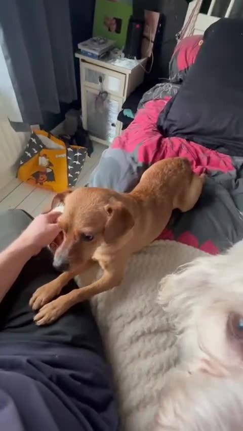 Mixed Breed dogs for adoption: Honey in UK foster - Nuneaton - Video 1