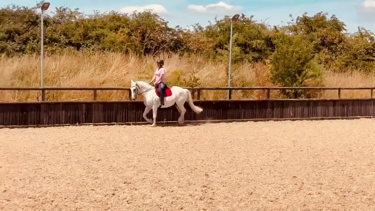 Connemara horses for sale: Stunning 14.3hh 10yr Connemara Gelding  - Video 1