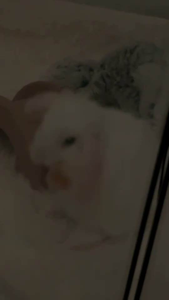 Mixed Breed rabbits for sale: Rabbit in Portsmouth - Video 1