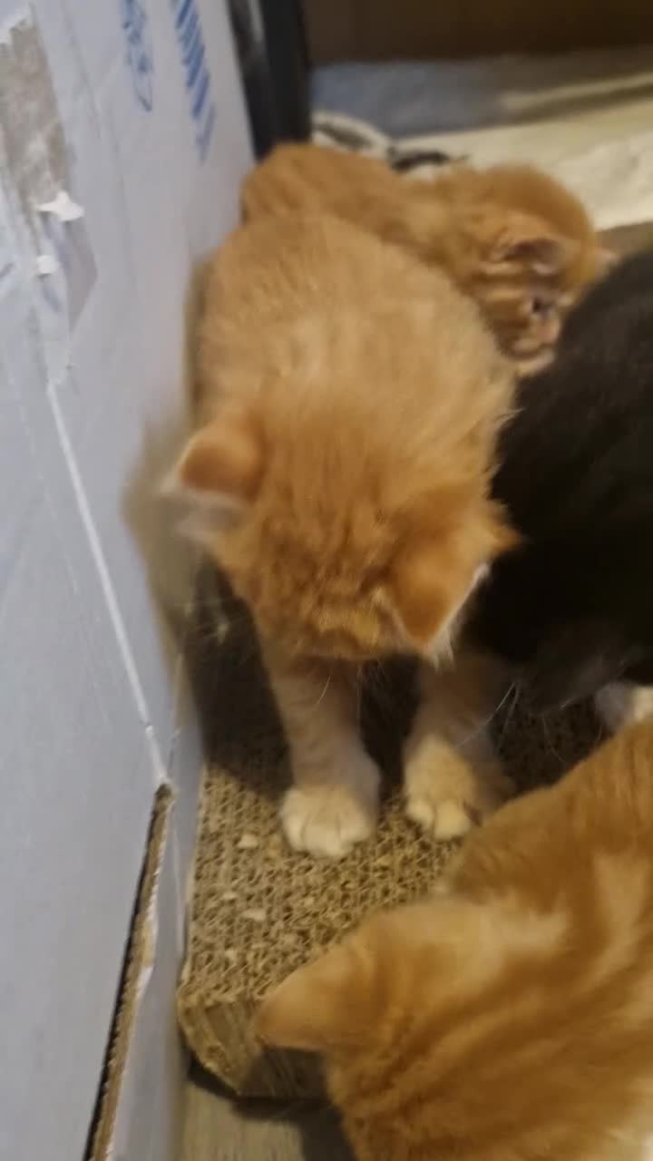 Mixed Breed cats for sale: Cute ginger kittens 1 short haired 2 fluffy  in Liverpool - Video 1