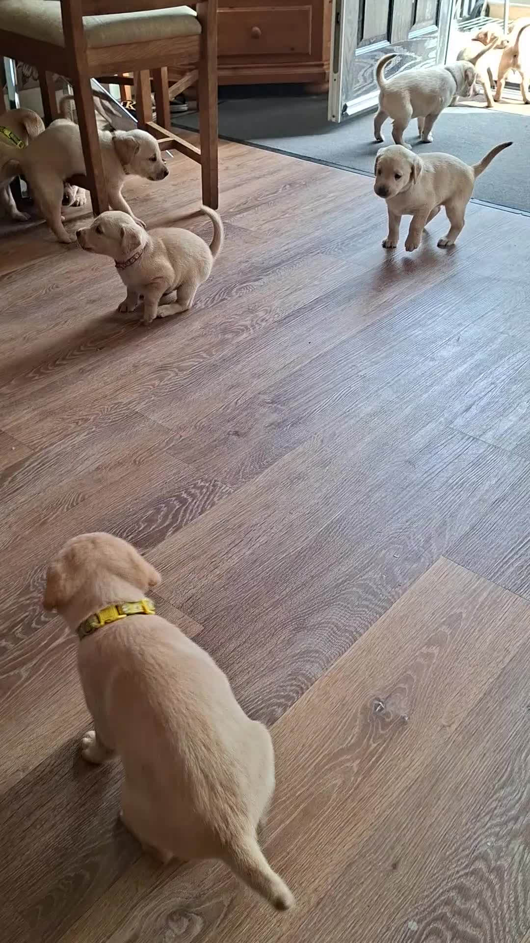 Labrador Retriever dogs for sale: Yellow Labrador Puppies  - Video 1