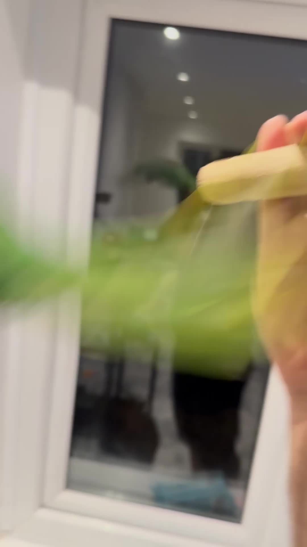 Parrots birds for sale: 6 month Baby Alexandrine  in Newport - Video 1