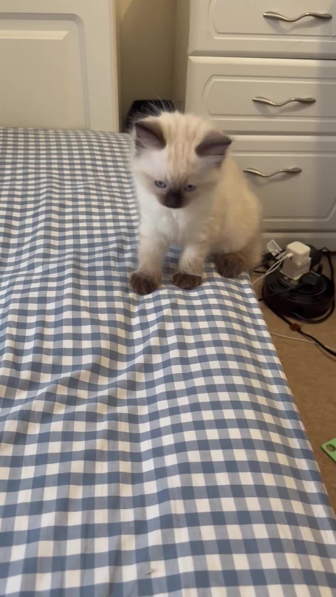 Ragdoll cats for sale: GCCF Adorable ragdoll kittens ready to gohome now - Video 3