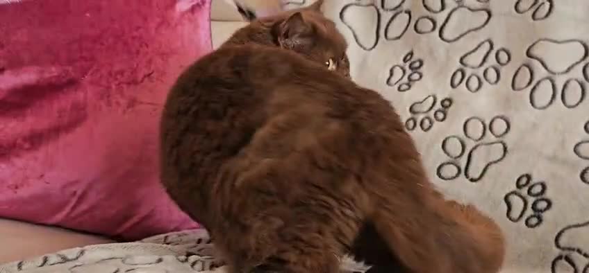 British Shorthair cats for sale: Chocolate British shorthair cat - Video 1