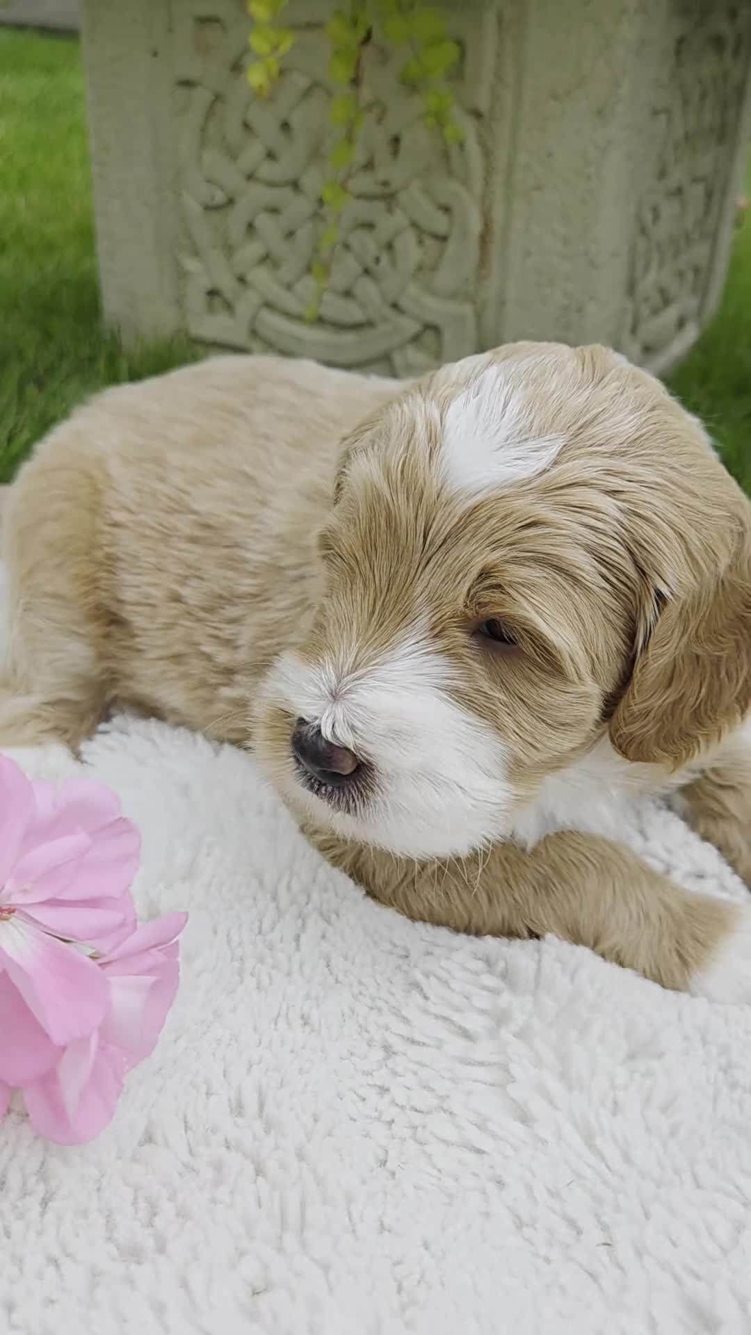 Australian Labradoodle dogs for sale: Australian Labradoodle Puppies - Video 3