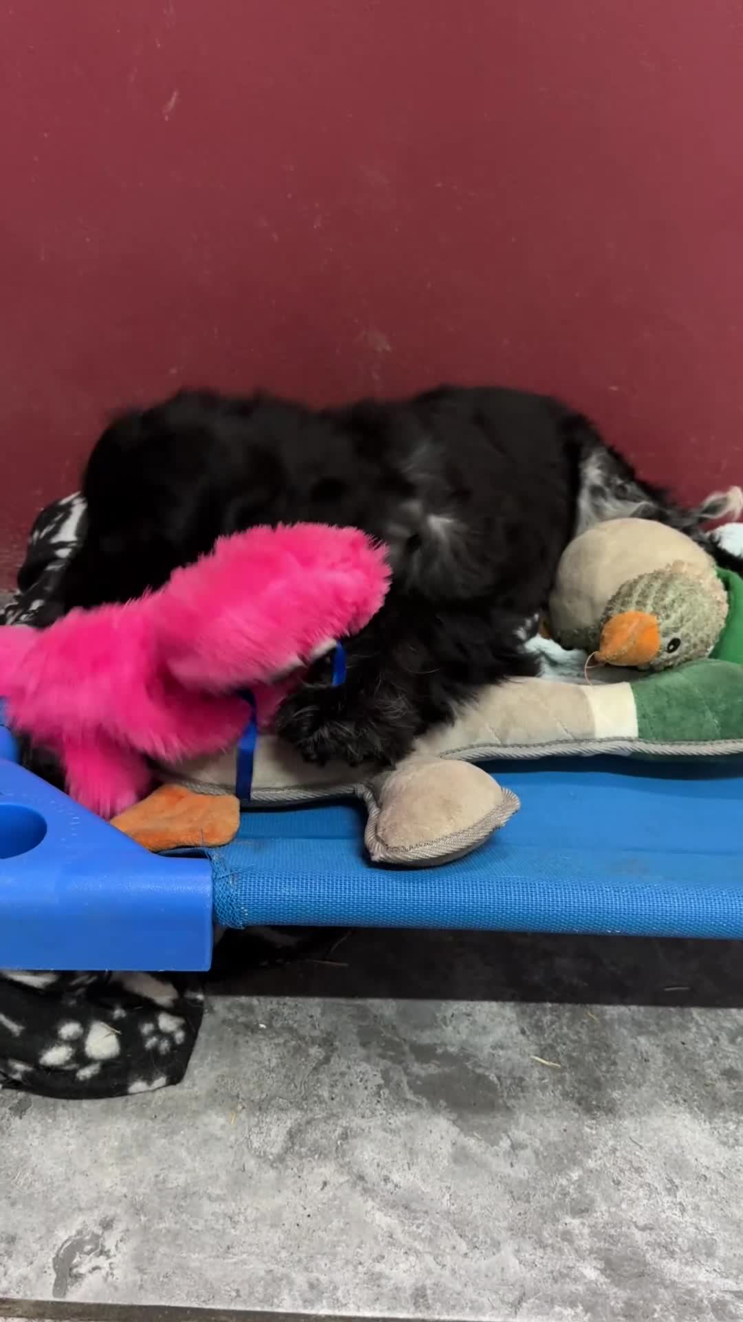 Cocker Spaniel dogs for sale: Extensively Health tested Parents & UNIQUE colours - Video 2