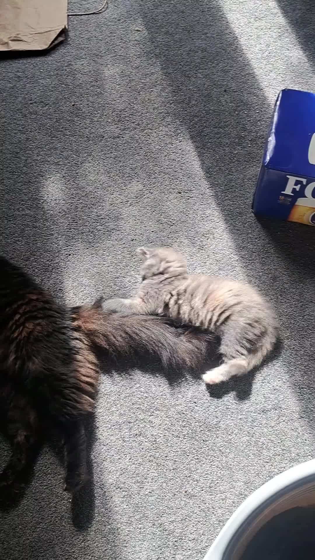 Maine Coon cats for sale: Maine Coon Kittens for sale - Video 2